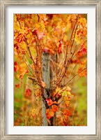 Framed Vineyard in autumn, Gaillac, Tarn, Midi-Pyrenees, France (vertical)