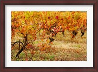 Framed Vineyard in autumn, Gaillac, Tarn, Midi-Pyrenees, France (horizontal)