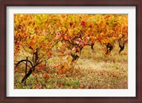 Framed Vineyard in autumn, Gaillac, Tarn, Midi-Pyrenees, France (horizontal)