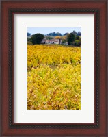 Framed Autumn Vineyards, Montagne, Gironde, Aquitaine, France