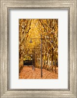Framed Esplanade des Quinconces park in autumn, Bordeaux, Gironde, Aquitaine, France