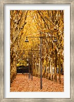 Framed Esplanade des Quinconces park in autumn, Bordeaux, Gironde, Aquitaine, France