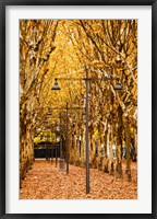 Framed Esplanade des Quinconces park in autumn, Bordeaux, Gironde, Aquitaine, France