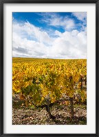 Framed Chateau Lafite Rothschild vineyards in autumn, Pauillac, Haut Medoc, Gironde, Aquitaine, France
