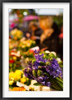 Framed Bunch of flowers at a flower shop, Rue De Buci, Paris, Ile-de-France, France