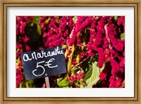 Framed Price tag on Amaranth flowers at a flower shop, Rue De Buci, Paris, Ile-de-France, France