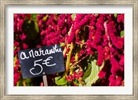 Framed Price tag on Amaranth flowers at a flower shop, Rue De Buci, Paris, Ile-de-France, France