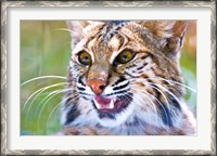 Framed Close-up of a Bobcat (Lynx rufus)