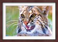 Framed Close-up of a Bobcat (Lynx rufus)