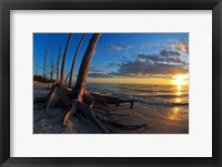 Framed Dead Trees on the Beach at Sunset, Lovers Key State Park, Lee County, Florida