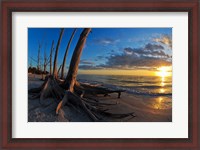 Framed Dead Trees on the Beach at Sunset, Lovers Key State Park, Lee County, Florida