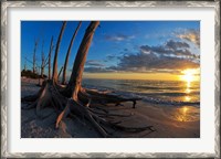 Framed Dead Trees on the Beach at Sunset, Lovers Key State Park, Lee County, Florida