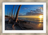 Framed Dead Trees on the Beach at Sunset, Lovers Key State Park, Lee County, Florida