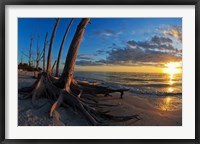 Framed Dead Trees on the Beach at Sunset, Lovers Key State Park, Lee County, Florida