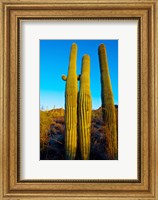 Framed Saguaro Cactus (carnegiea gigantea) in a desert, Tucson, Pima County, Arizona, USA