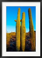 Framed Saguaro Cactus (carnegiea gigantea) in a desert, Tucson, Pima County, Arizona, USA