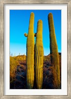 Framed Saguaro Cactus (carnegiea gigantea) in a desert, Tucson, Pima County, Arizona, USA