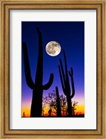 Framed Moon over Saguaro cactus (Carnegiea gigantea), Tucson, Pima County, Arizona, USA
