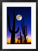 Framed Moon over Saguaro cactus (Carnegiea gigantea), Tucson, Pima County, Arizona, USA