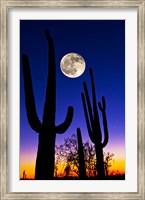 Framed Moon over Saguaro cactus (Carnegiea gigantea), Tucson, Pima County, Arizona, USA