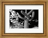 Framed Saguaro cactus, Tucson, Arizona (B&W, horizontal)