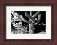 Framed Saguaro cactus, Tucson, Arizona (B&W, horizontal)