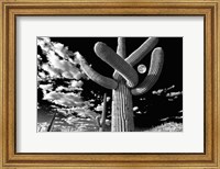 Framed Saguaro cactus, Tucson, Arizona (B&W, horizontal)