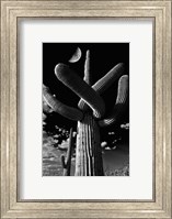 Framed Saguaro cactus, Tucson, Arizona (B&W, vertical)