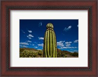 Framed Low angle view of a Saguaro cactus (Carnegiea gigantea), Tucson, Pima County, Arizona