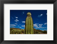 Framed Low angle view of a Saguaro cactus (Carnegiea gigantea), Tucson, Pima County, Arizona