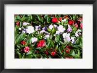 Framed Flowers in the garden at Villa Carlotta, Tremezzo, Lake Como, Lombardy, Italy