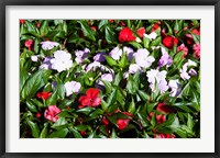 Framed Flowers in the garden at Villa Carlotta, Tremezzo, Lake Como, Lombardy, Italy