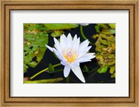 Framed Water lily with lily pads in a pond, Isola Madre, Stresa, Lake Maggiore, Piedmont, Italy