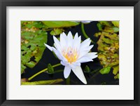 Framed Water lily with lily pads in a pond, Isola Madre, Stresa, Lake Maggiore, Piedmont, Italy