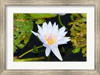 Framed Water lily with lily pads in a pond, Isola Madre, Stresa, Lake Maggiore, Piedmont, Italy