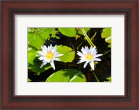 Framed Water lilies with lily pads in a pond, Isola Madre, Stresa, Lake Maggiore, Piedmont, Italy