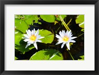 Framed Water lilies with lily pads in a pond, Isola Madre, Stresa, Lake Maggiore, Piedmont, Italy