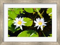 Framed Water lilies with lily pads in a pond, Isola Madre, Stresa, Lake Maggiore, Piedmont, Italy