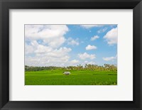 Framed Rice field, Rejasa, Penebel, Bali, Indonesia