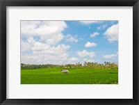 Framed Rice field, Rejasa, Penebel, Bali, Indonesia