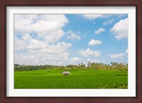 Framed Rice field, Rejasa, Penebel, Bali, Indonesia