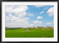 Framed Rice field, Rejasa, Penebel, Bali, Indonesia