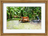 Framed Paddy Field, Rejasa, Penebel, Bali, Indonesia