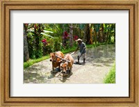 Framed Farmer with Oxen, Rejasa, Penebel, Bali, Indonesia