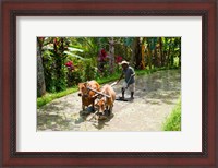Framed Farmer with Oxen, Rejasa, Penebel, Bali, Indonesia