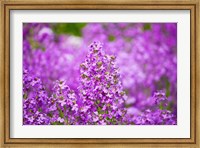 Framed Close-up of Pink Fireweed flowers, Ontario, Canada