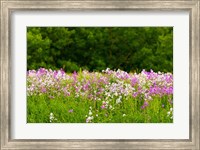 Framed Pink and white fireweed flowers, Ontario, Canada