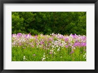 Framed Pink and white fireweed flowers, Ontario, Canada