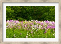 Framed Pink and white fireweed flowers, Ontario, Canada