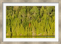 Framed Trees at the lakeside, Lake Muskoka, Ontario, Canada